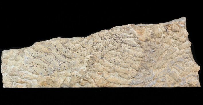 Pennsylvanian, Fossil Microbial Mat - Oklahoma #41123